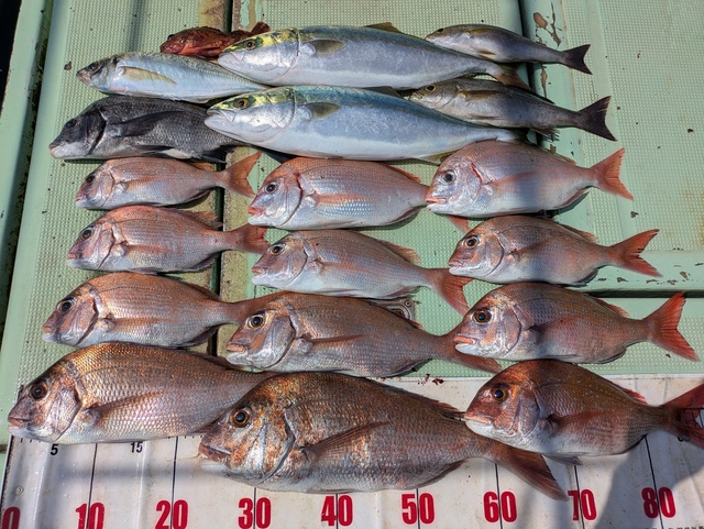 タイ(マダイ)・チダイ・チヌ(クロダイ)・アジ(マアジ)・ハマチ(ブリ)・イサギ(イサキ)