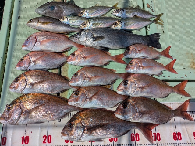 タイ(マダイ)・チダイ・ヒラスズキ・アジ(マアジ)・イサギ(イサキ)