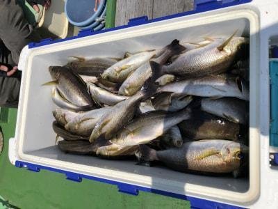 イサギ(イサキ)