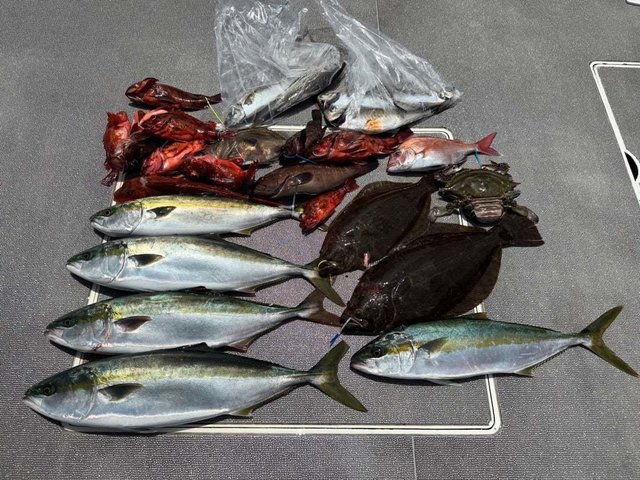 マハタ・ハマチ(ブリ)・カサゴ・ヒラメ