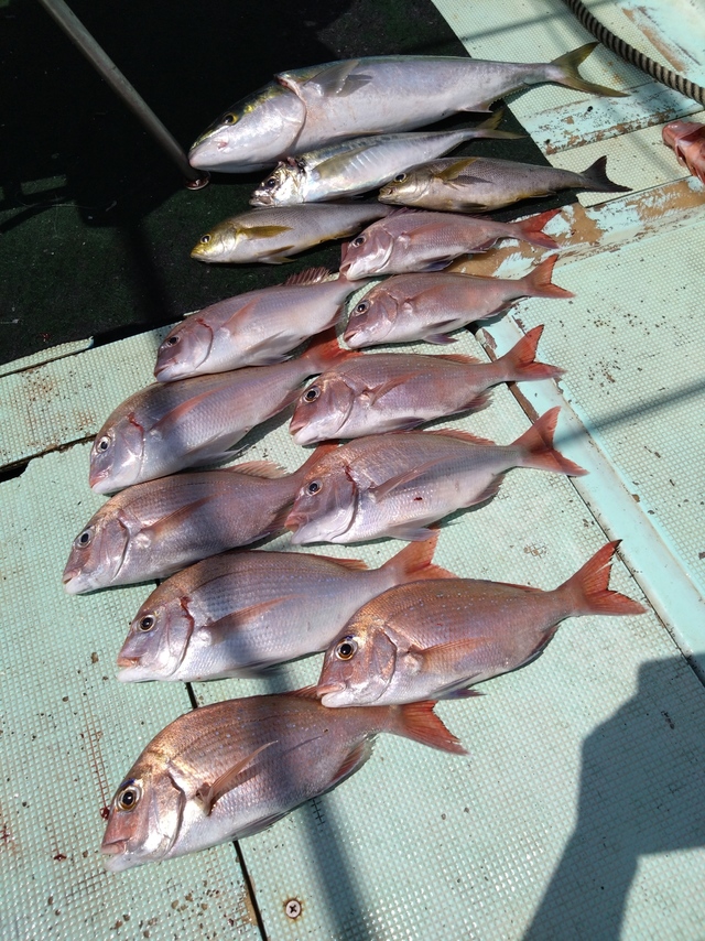 タイ(マダイ)・アジ(マアジ)・メジロ(ブリ)・イサギ(イサキ)