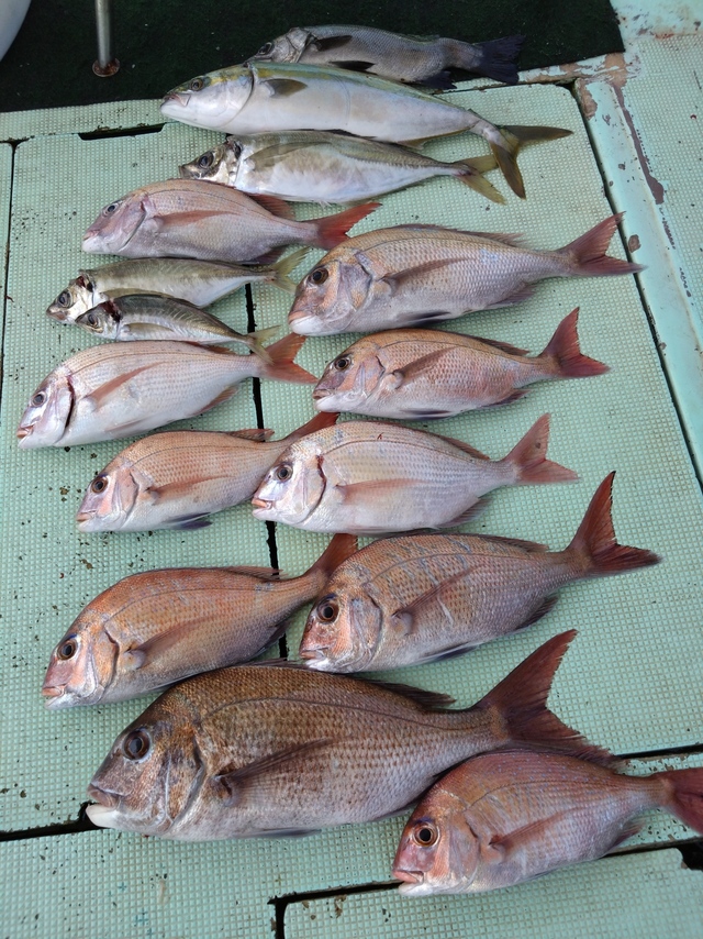 タイ(マダイ)・ヒラスズキ・アジ(マアジ)・ハマチ(ブリ)