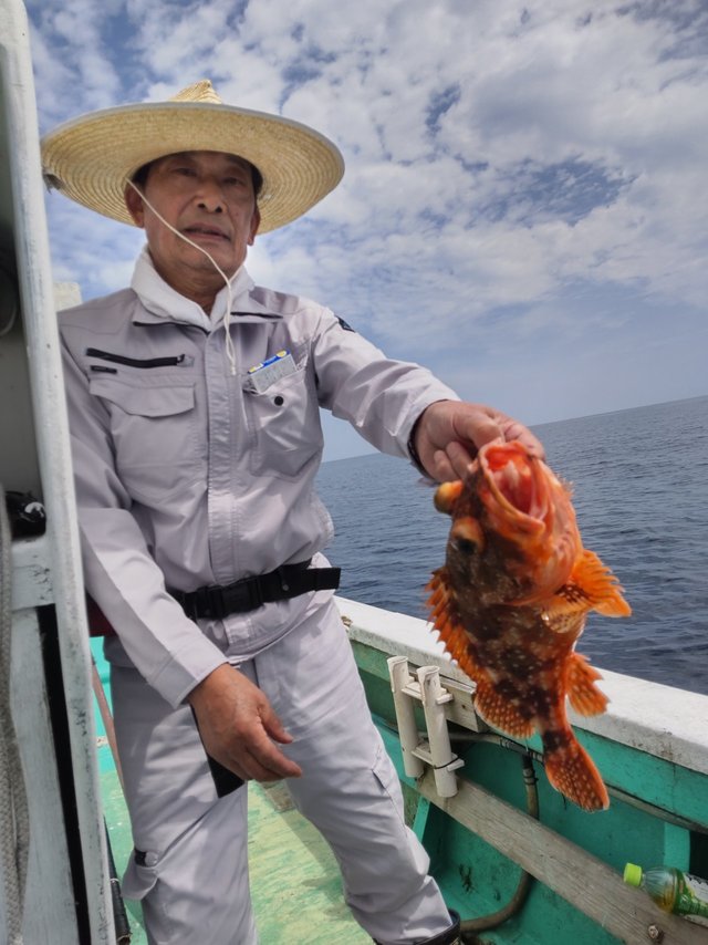 ガシラ(カサゴ)