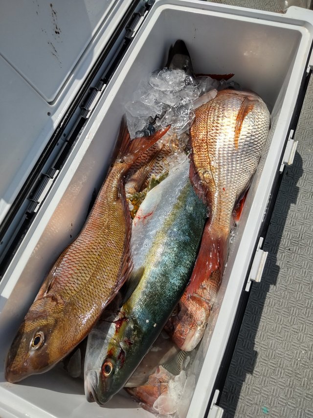 マダイ・ヒラマサ