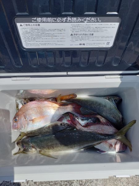 チャリコ(マダイ)・アジ(マアジ)・クログチ