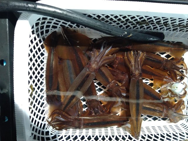 スルメ(スルメイカ)