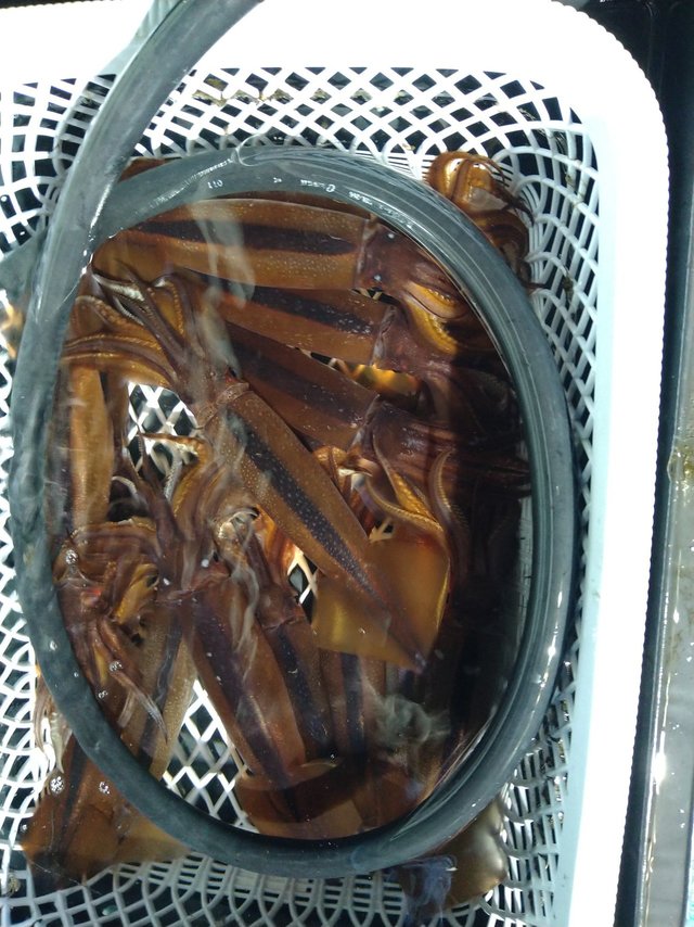 スルメ(スルメイカ)