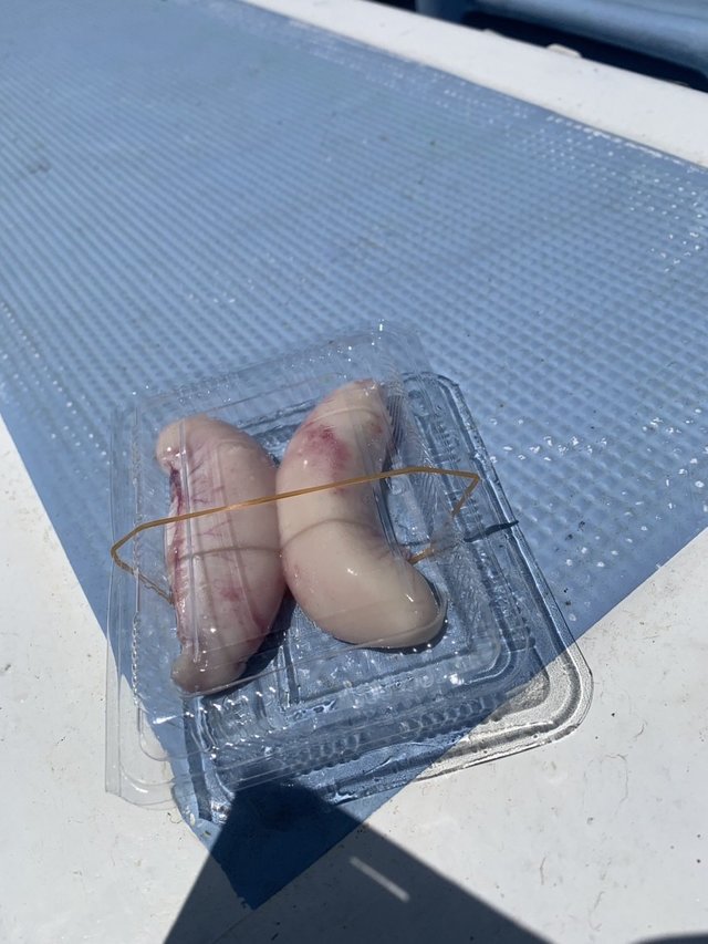 ショウサイフグ