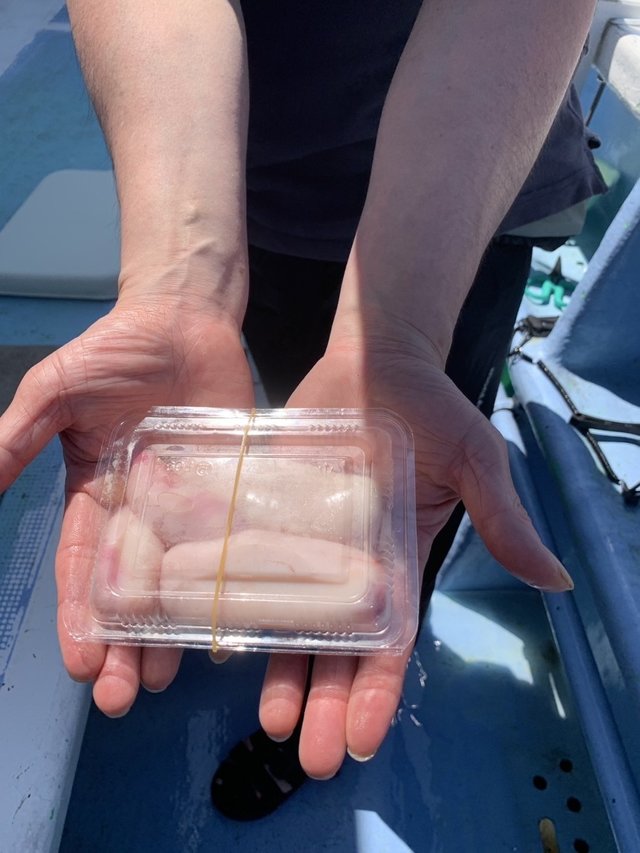 ショウサイフグ