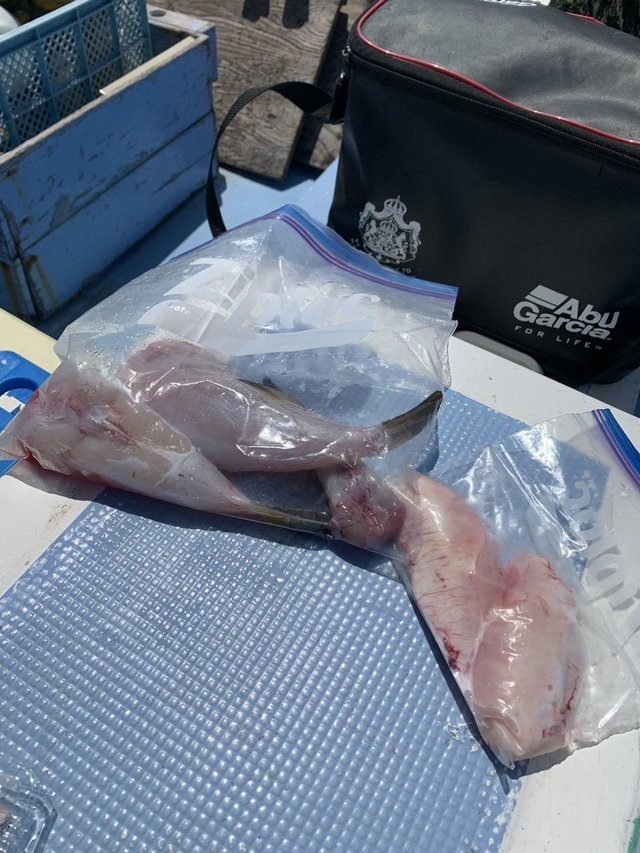 ショウサイフグ