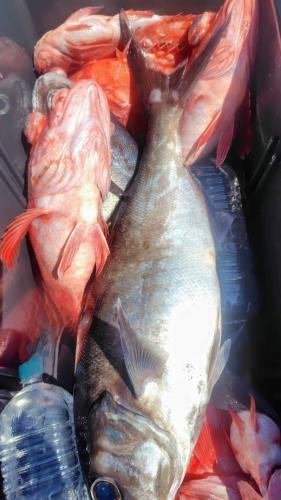 メダイ・メヌケ(アコウダイ)