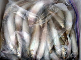 キス(シロギス)