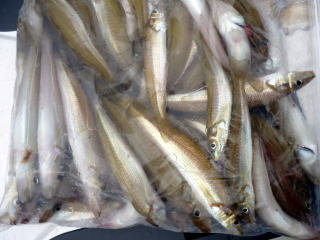 キス(シロギス)