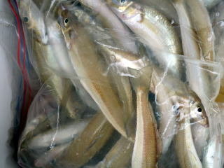 キス(シロギス)