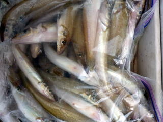 キス(シロギス)