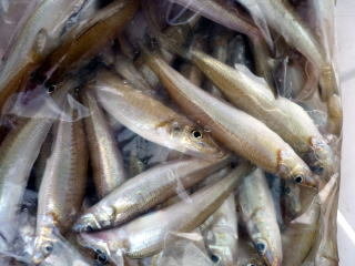 キス(シロギス)