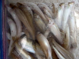 キス(シロギス)