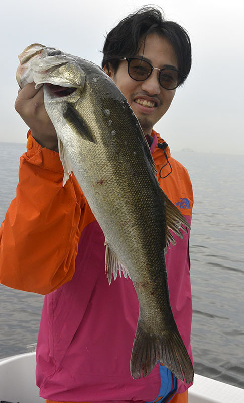 シーバス(スズキ)