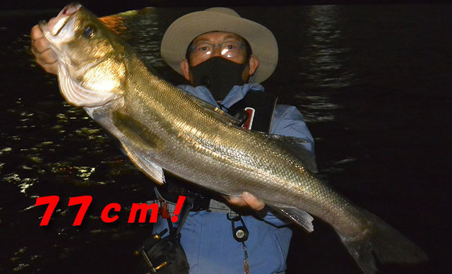 シーバス(スズキ)