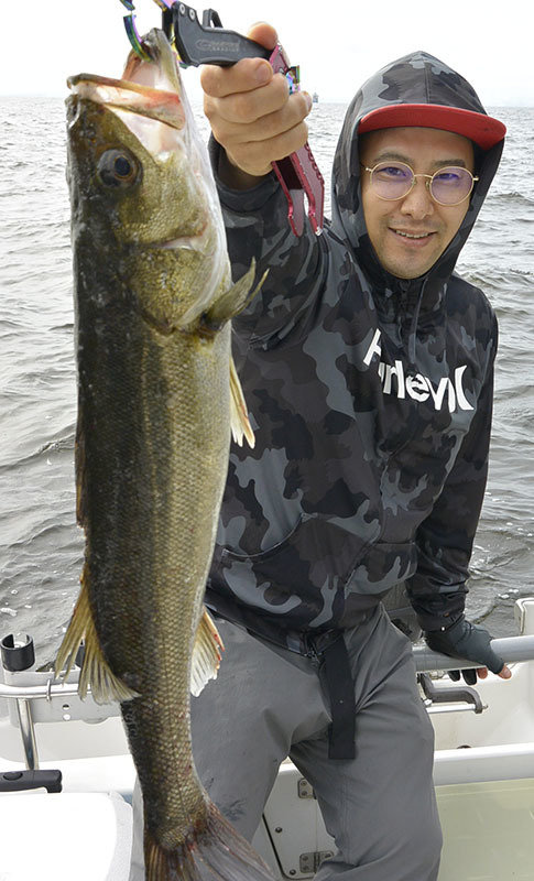 シーバス(スズキ)