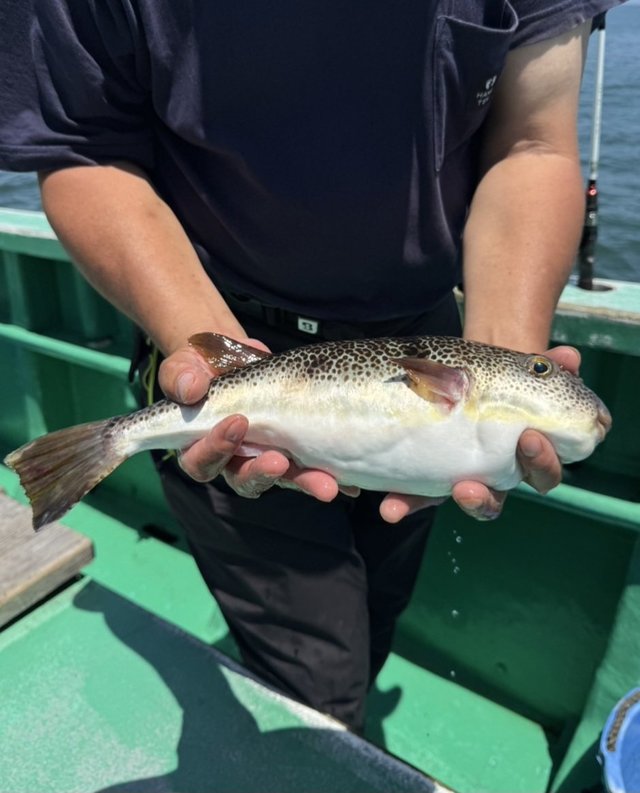 ショウサイフグ