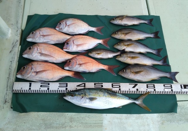 マダイ・チダイ・ハマチ(ブリ)・イサギ(イサキ)