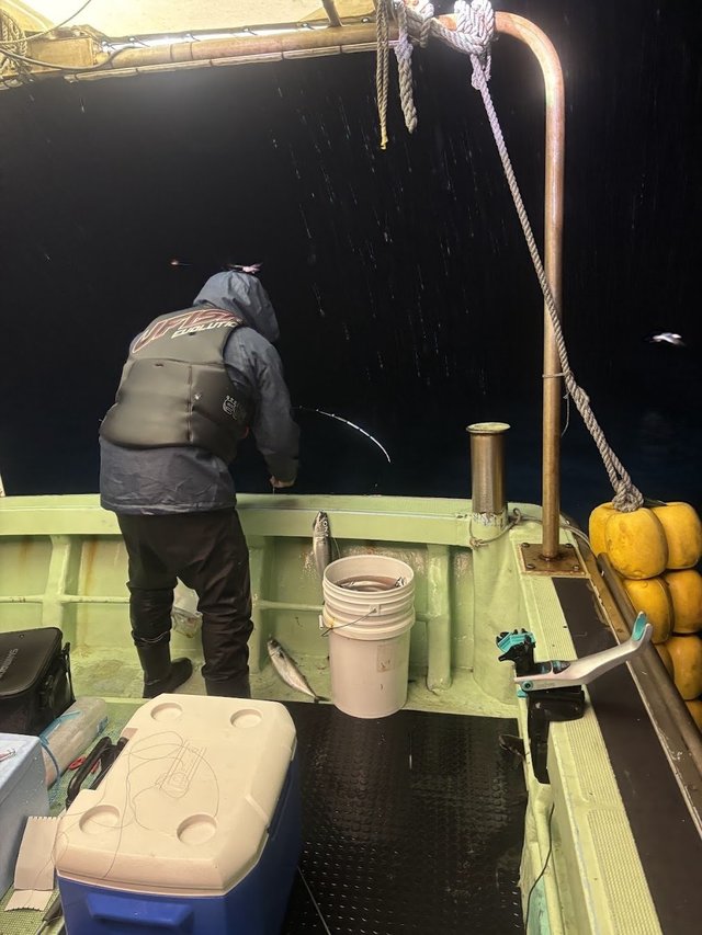 アジ(マアジ)・サバ(ゴマサバ)