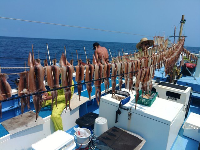 スルメ(スルメイカ)