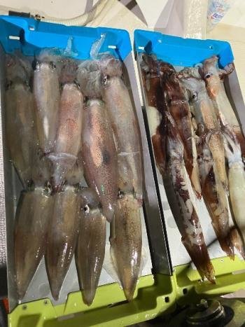 スルメイカ・マイカ(ケンサキイカ)