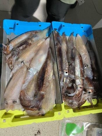 スルメイカ・マイカ(ケンサキイカ)