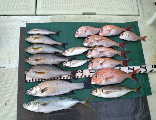 マダイ・スズキ・マアジ・ハマチ(ブリ)・イサギ(イサキ)