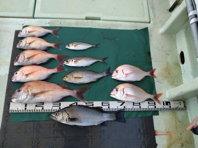 マダイ・チダイ・スズキ・マアジ・イサギ(イサキ)