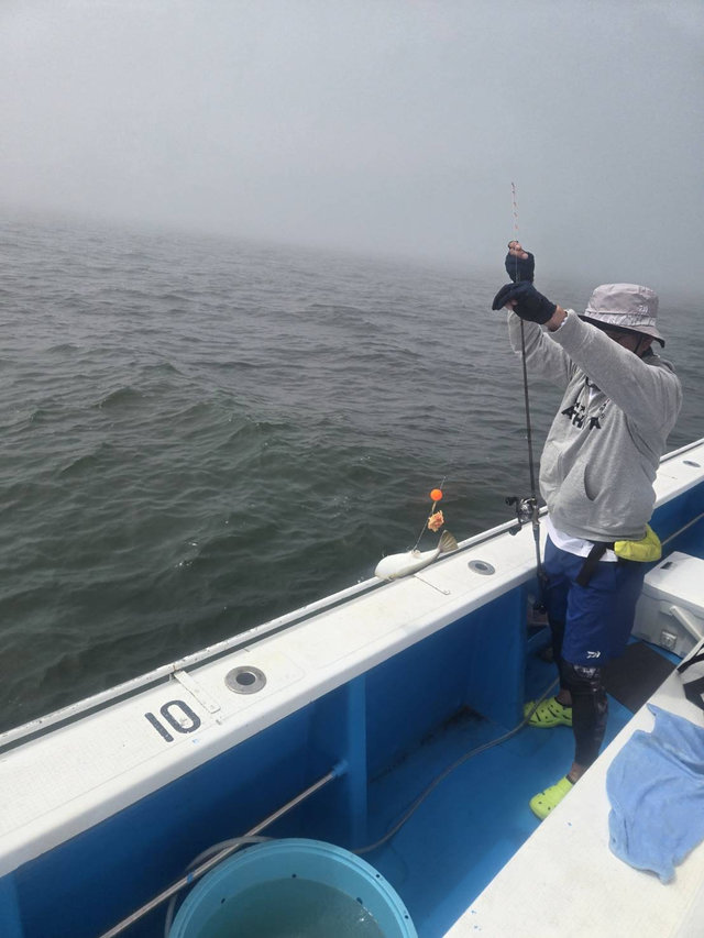 ショウサイフグ