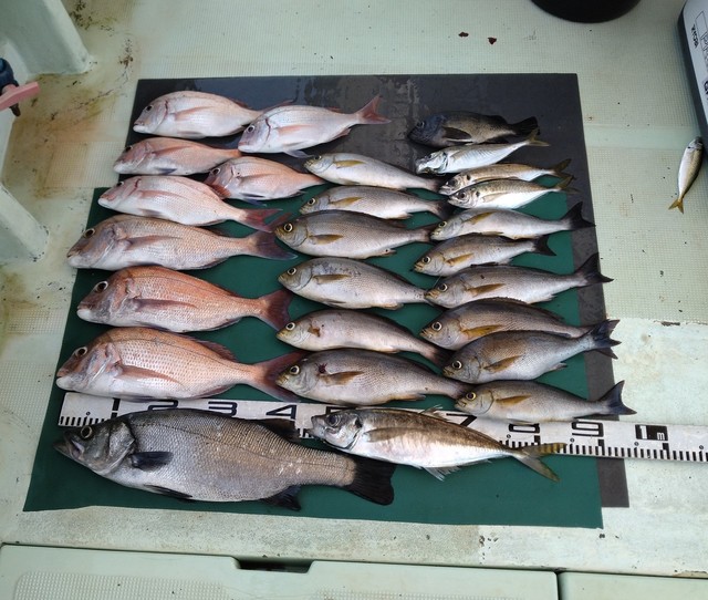 マダイ・チダイ・スズキ・マアジ・イサギ(イサキ)・メバル