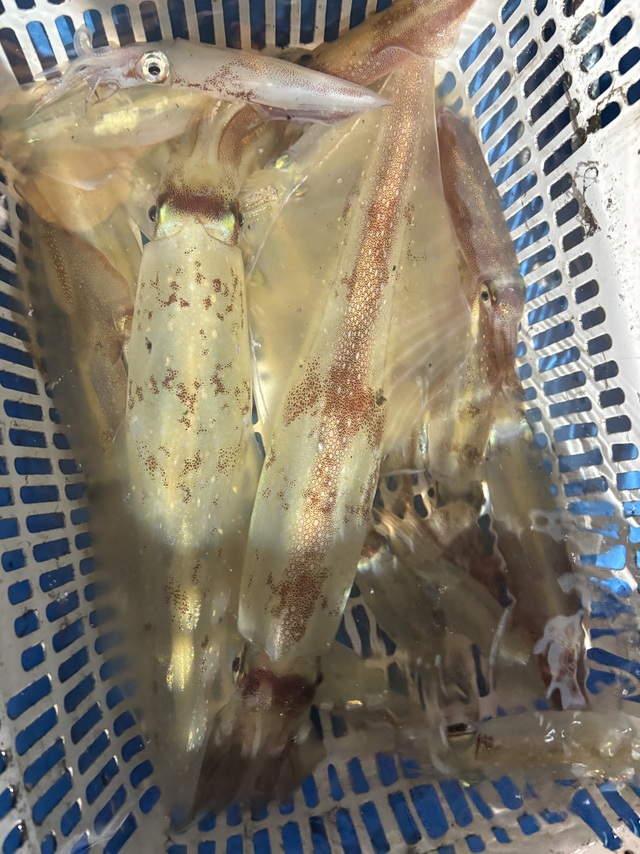 ヤリイカ・スルメイカ