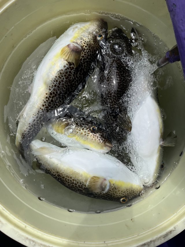 ショウサイフグ