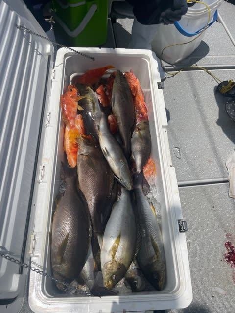 イサキ・アラカブ(カサゴ)