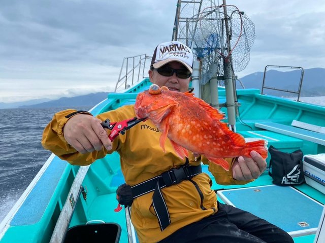 カンコ(ウッカリカサゴ)