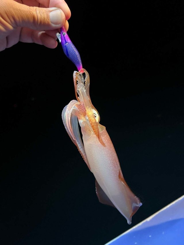 マルイカ(ケンサキイカ)