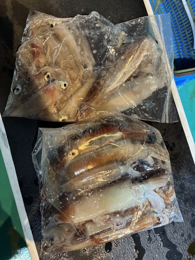 アカイカ(ケンサキイカ)