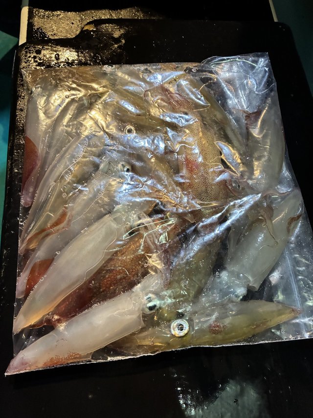 アカイカ(ケンサキイカ)