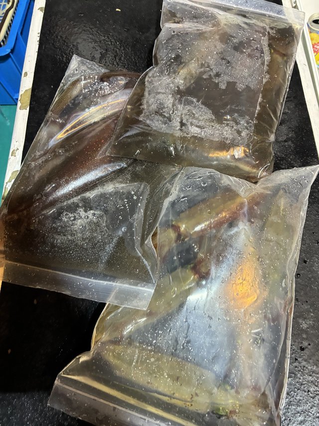 アカイカ(ケンサキイカ)