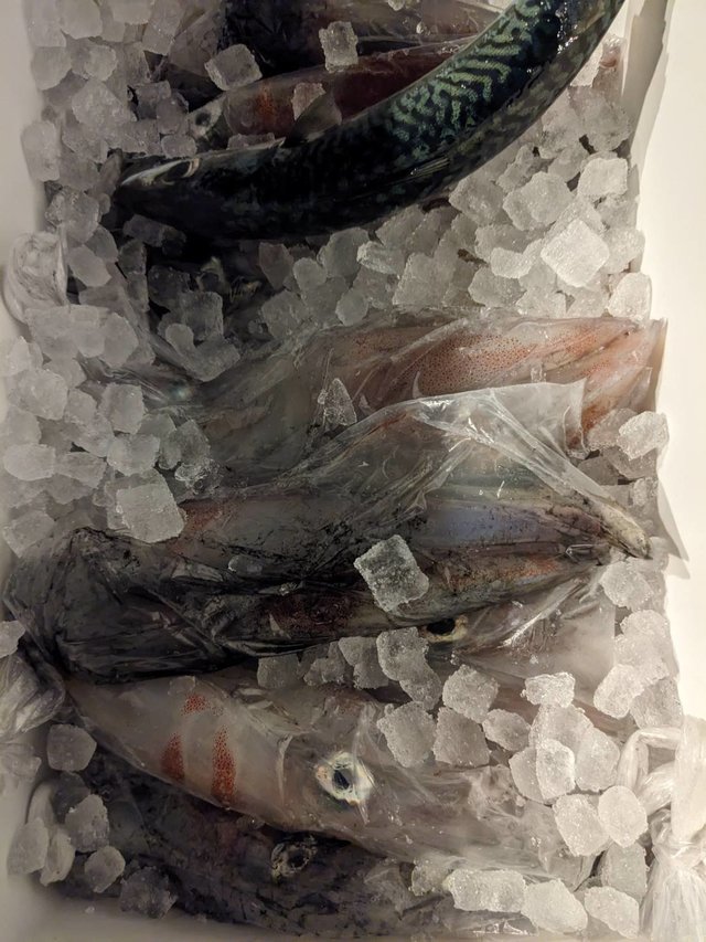 ゴマサバ・イカ(ヤリイカ)