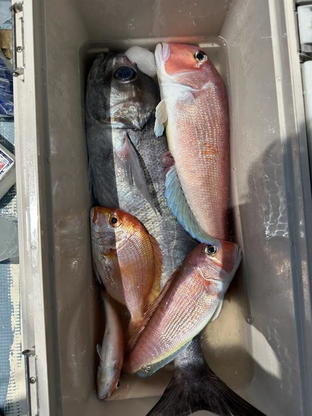 レンコダイ(キダイ)・アマダイ(アカアマダイ)