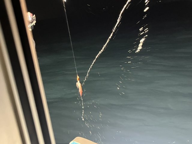 イカ(ケンサキイカ)