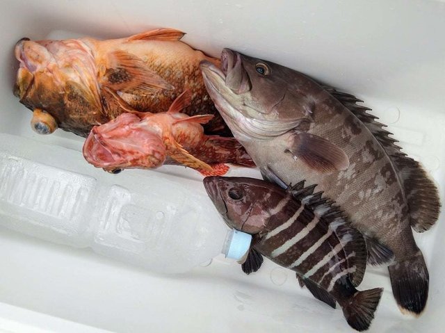 マハタ・ウッカリカサゴ