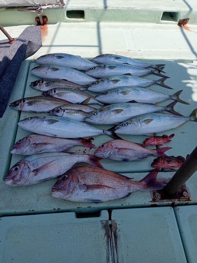 マダイ・マアジ・ハマチ(ブリ)