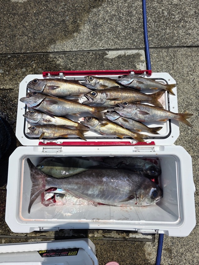 クロムツ・メダイ