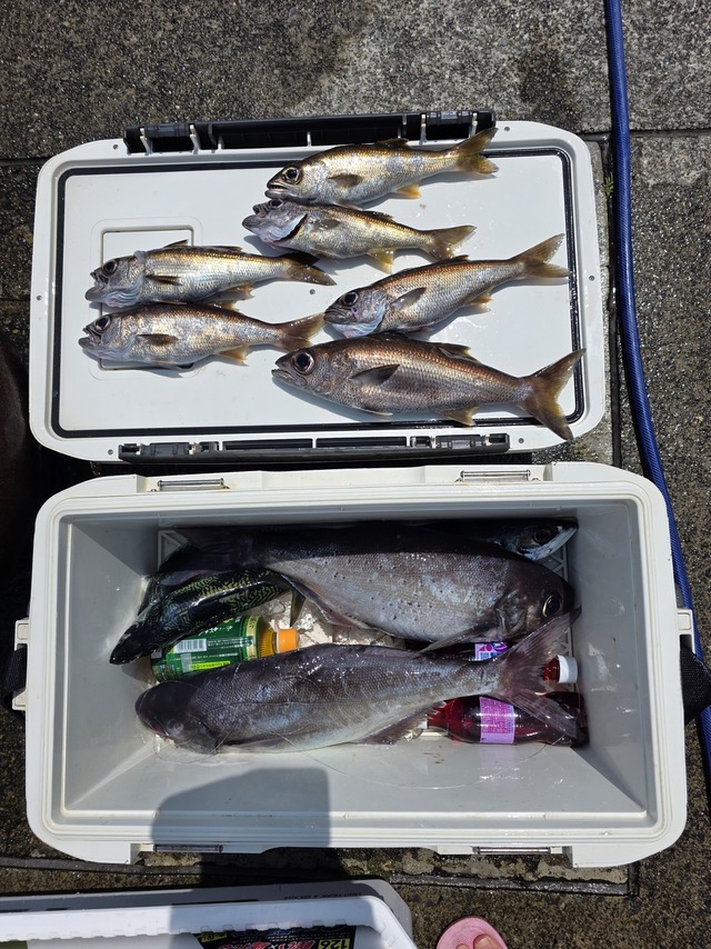 クロムツ・メダイ