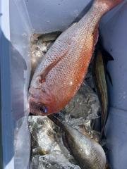 マダイ・イサキ